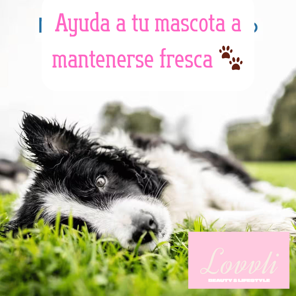 CoolPet®  Manta Refrescante para Mascotas🧊🐶🐱